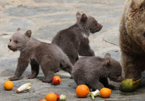 Oursons du Zoo de Servion